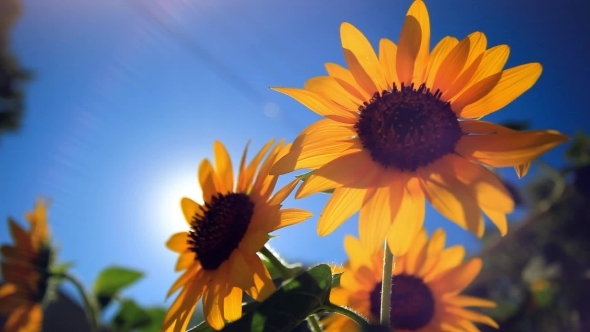 Sunflower Against Blue Sky And Sun Shines Through