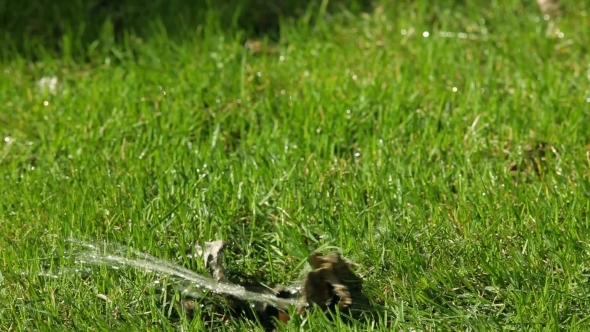 The Automatic Sprinkler When Watering The Lawn