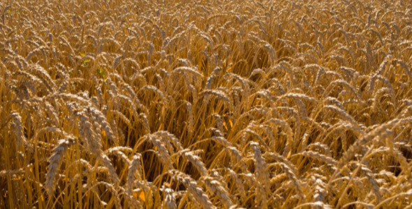 Field of Wheat 8