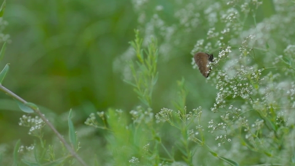 Brown Butterfly Sitting On a Plant Almost Blowing