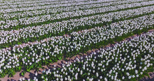 Rows of White Tulips in full bloom, Aerial view.