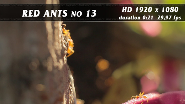 Red Ants No.13