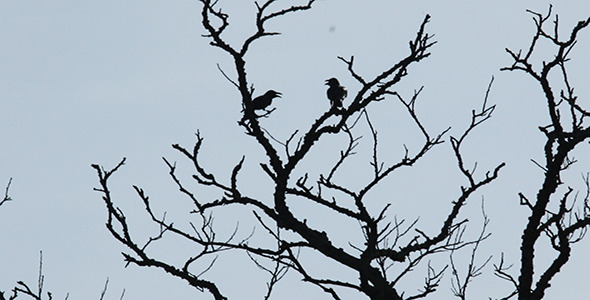 Crows in Backlight