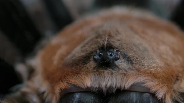 Macro close up of tarantula eyes - arachnid features