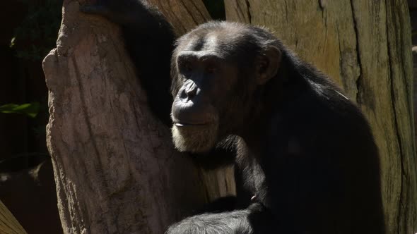Chimpanzee Looking Around
