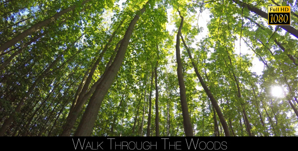 Walk Through The Woods 25