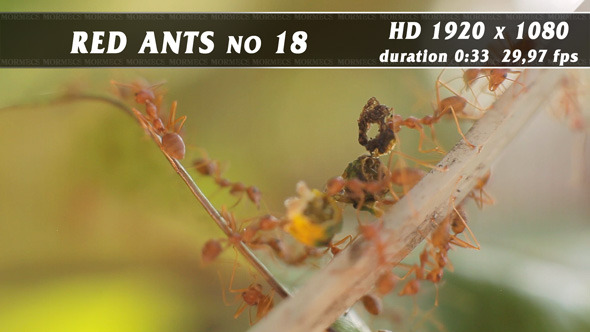 Red Ants No.18