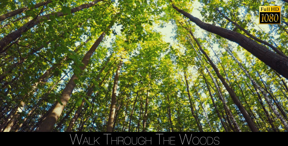 Walk Through The Woods 26