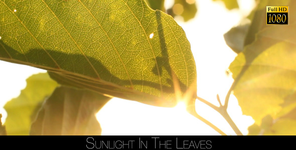Sunlight In The Leaves 69