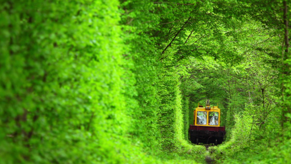 Technical Train in the Tunnel from Deciduous Trees