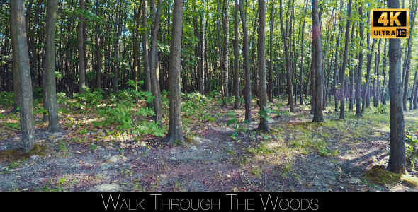 Walk Through The Woods 24