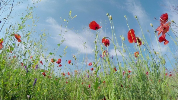 Field of Poppies