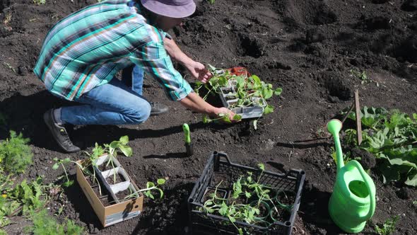 Planting Seedlings.