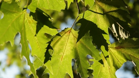 Large Green Leaves Of Platan