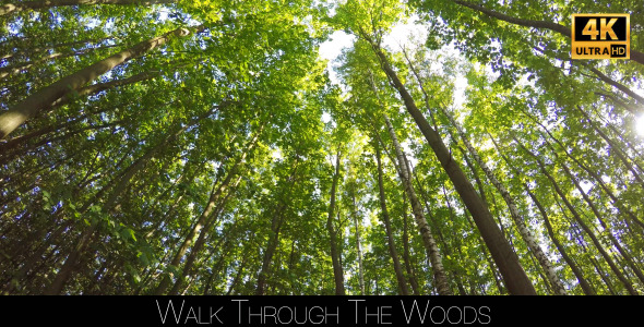 Walk Through The Woods 27
