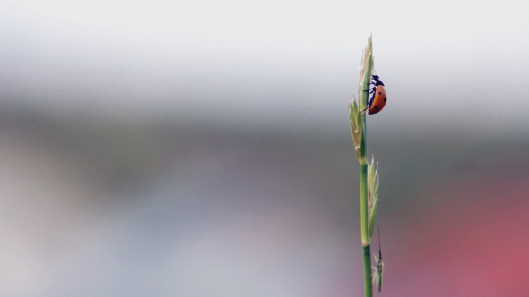 Ladybug