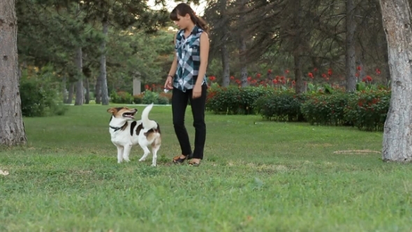 Dog Executes The Orders Of The Owner.