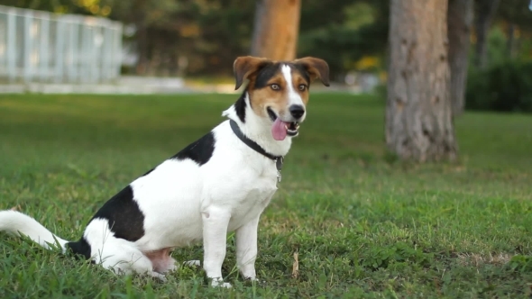 Dog Sitting On The Lawn