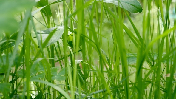 In the Grass