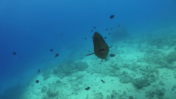 Napoleon Fish on Coral Reef
