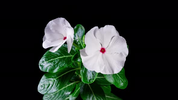 White Flower Catharanthus Blooming in Time Lapse on a Black Background. Growing Evergreen Houseplant alt