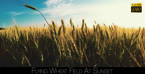 Flying Wheat Field At Sunset