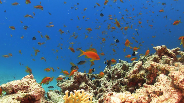 Tropical Fish on Vibrant Coral Reef