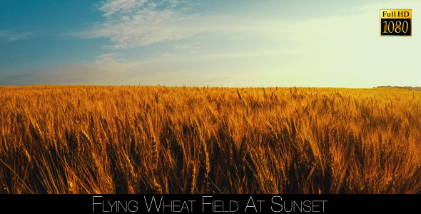 Flying Wheat Field At Sunset 2
