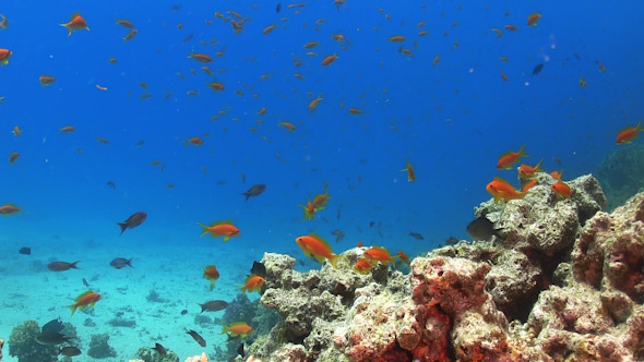 Tropical Fish on Vibrant Coral Reef