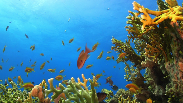 Tropical Fish on Vibrant Coral Reef