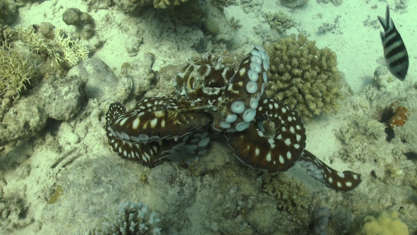 Octopus on Coral Reef