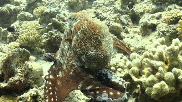 Octopus on Coral Reef