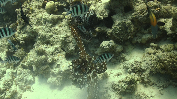 Octopus on Coral Reef