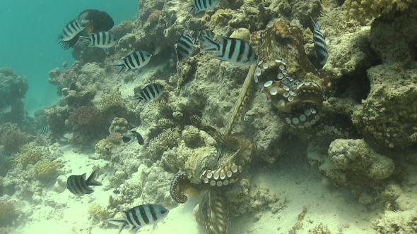 Octopus on Coral Reef