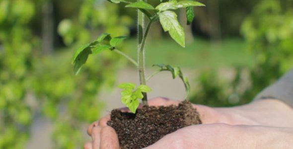 Farmer Hands with a Plant