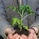 Farmer Hands with a Plant 1 - VideoHive Item for Sale