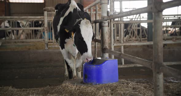 Milk Modern Farm Beautiful Cow with Numbers on Ears Drinking Water From Sippy Cup in Byre