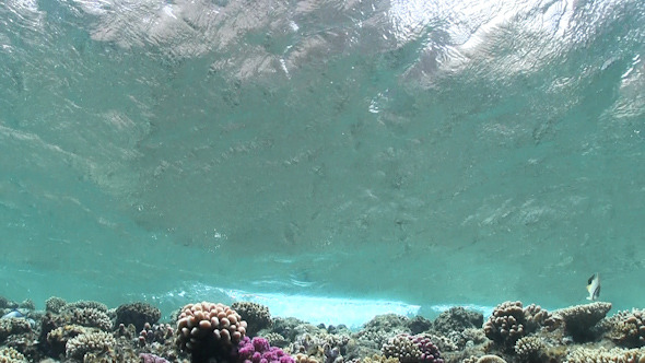 Waves of Sea Over the Coral Reef