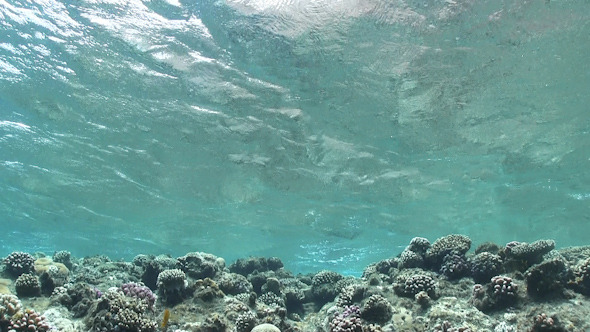 Waves of Sea Over the Coral Reef