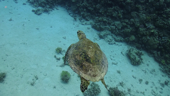 Turtle Swimming over Coral Reef