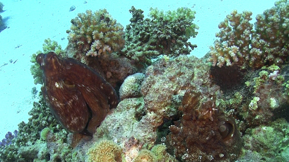 Octopus on Coral Reef