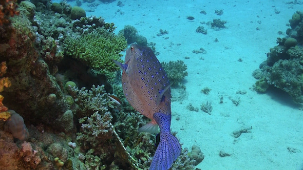 Tropical Fish on Vibrant Coral Reef