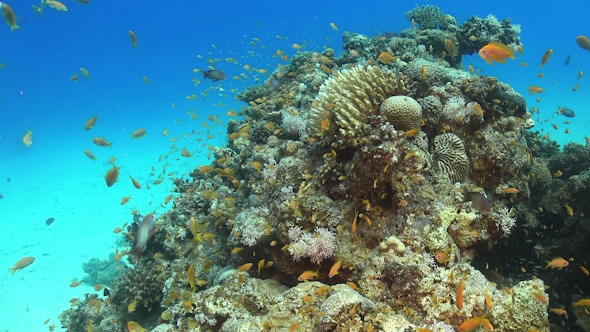 Tropical Fish on Vibrant Coral Reef