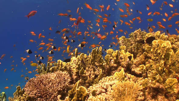 Tropical Fish on Vibrant Coral Reef