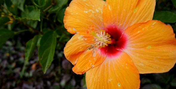 Orange Flower