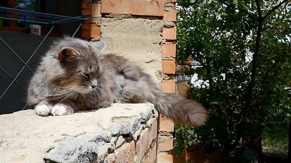 Cat Resting On The Curb 