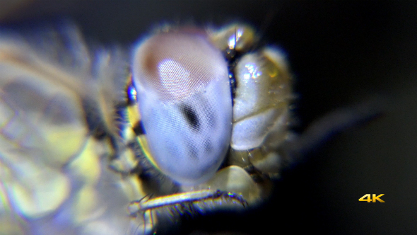 Insect Eye