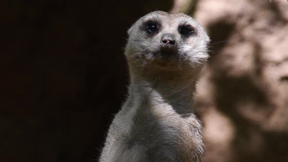 Meerkat Suricate Looking