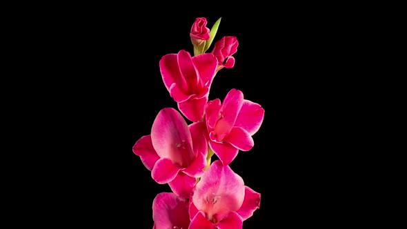 Time lapse of Opening Red Gladiolus Flower
