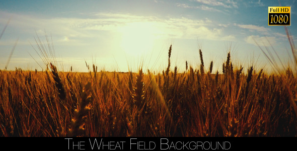The Wheat Field 2